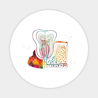 Tooth anatomy Magnet